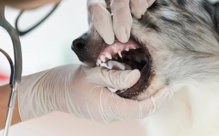 dentisterie à la clinique vétérinaire à Béziers