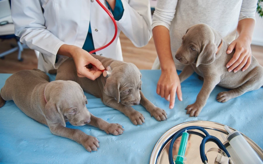 reproduction à la clinique vétérinaire à Béziers